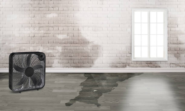Best Basement water damage restoration  in Donora, PA
